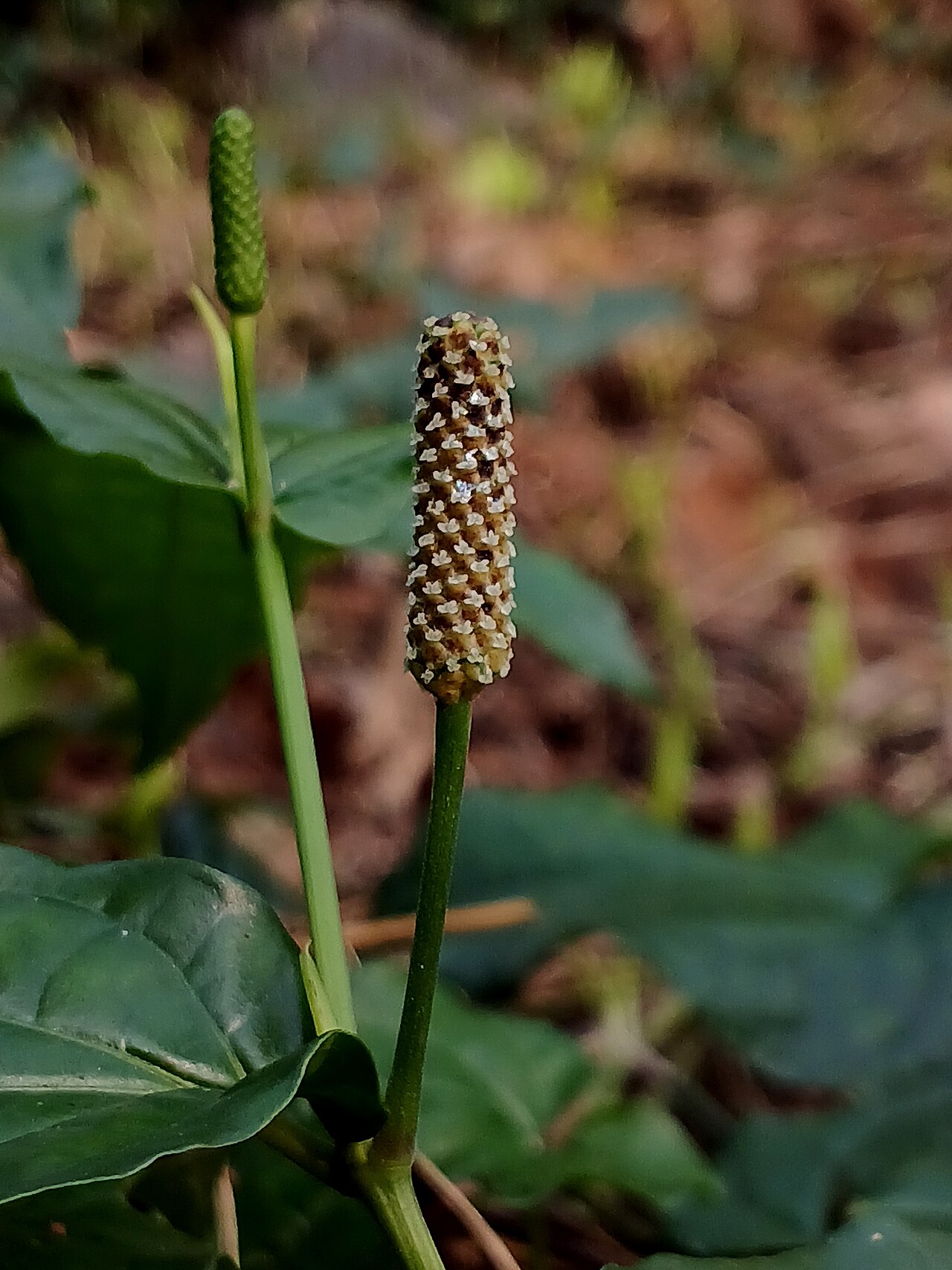 Pippalimula — Piper longum