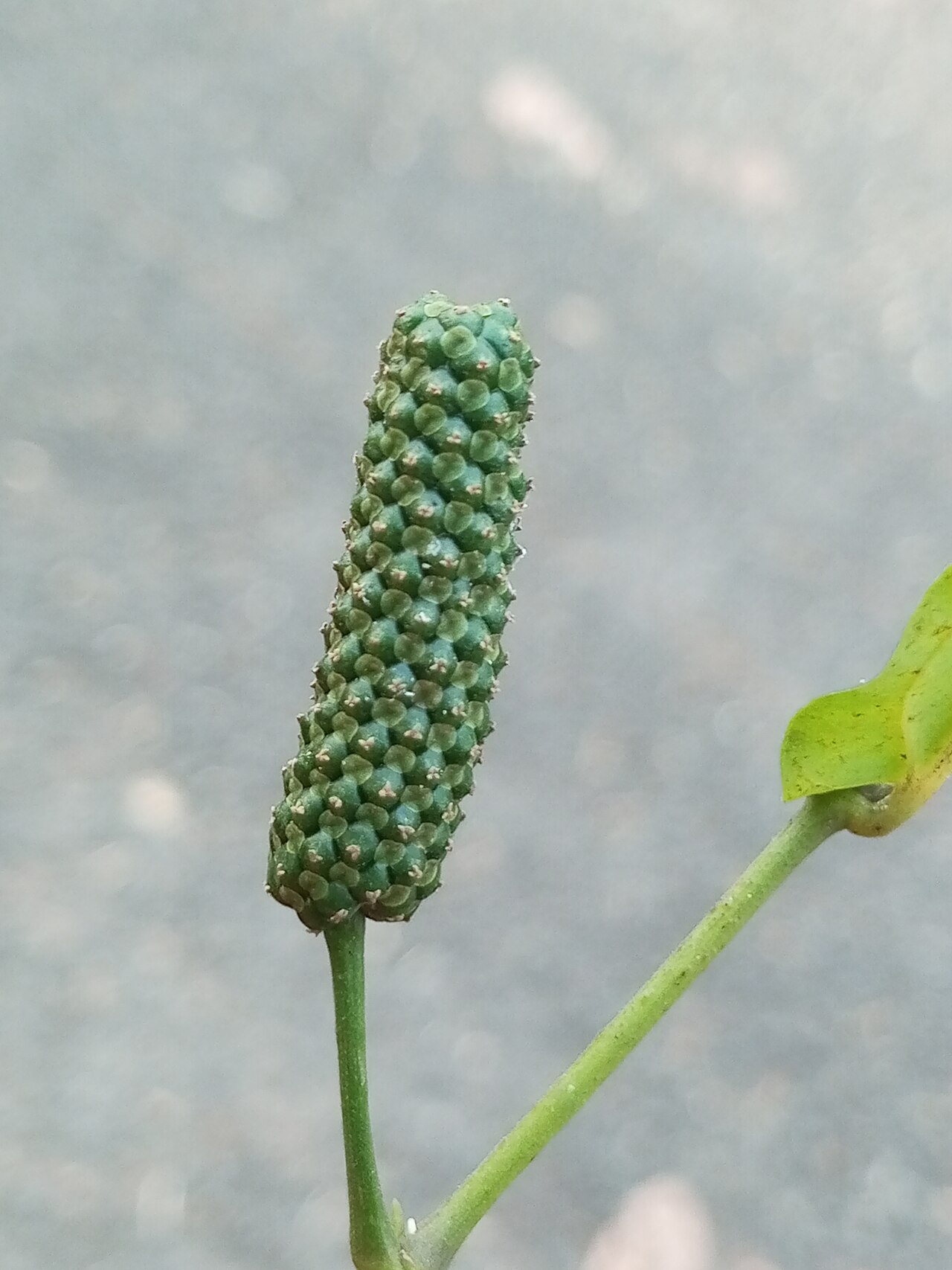 Pippalimula — Piper longum