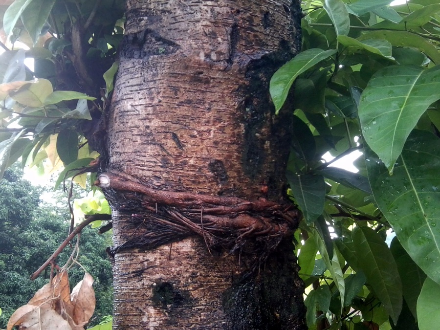 Plaksha — Ficus lacor in Nepal.