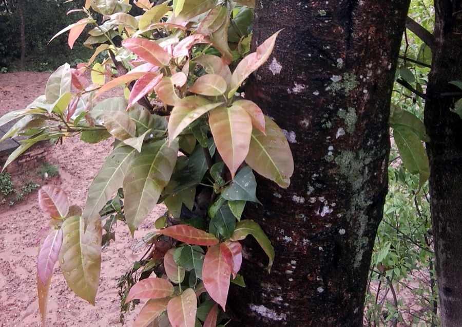 Plaksha — Ficus lacor in Nepal.