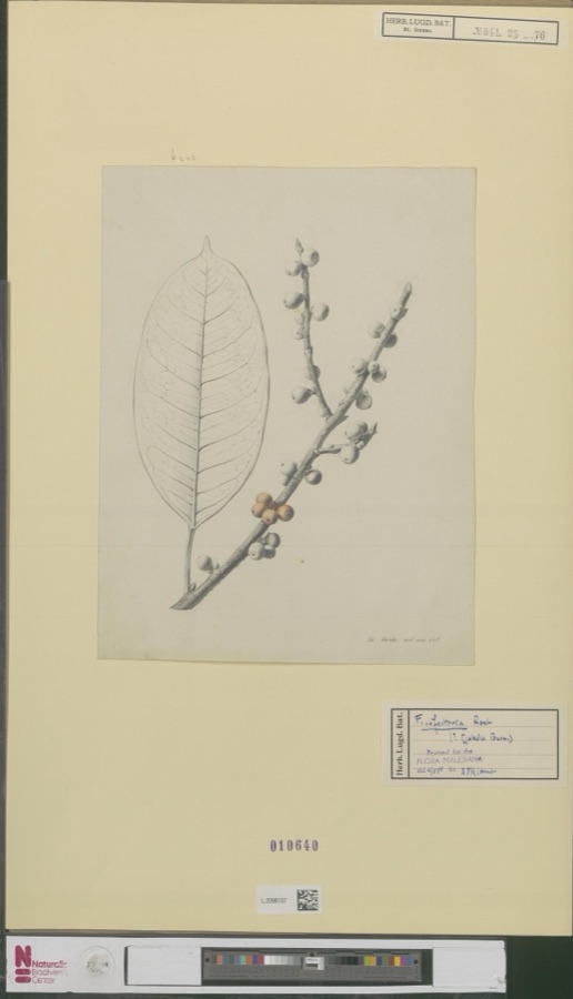 Plaksha — Ficus infectora Roxburgh
