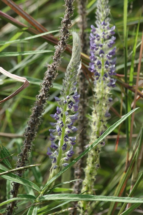 Prishniparni — Prishniparni (Uraria picta)