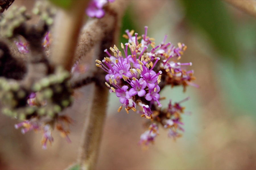 Priyangu — Flowers of the Urn-Fruit Beauty Berry (Callicarpa macrophylla). The berries of the plant are considered edible.