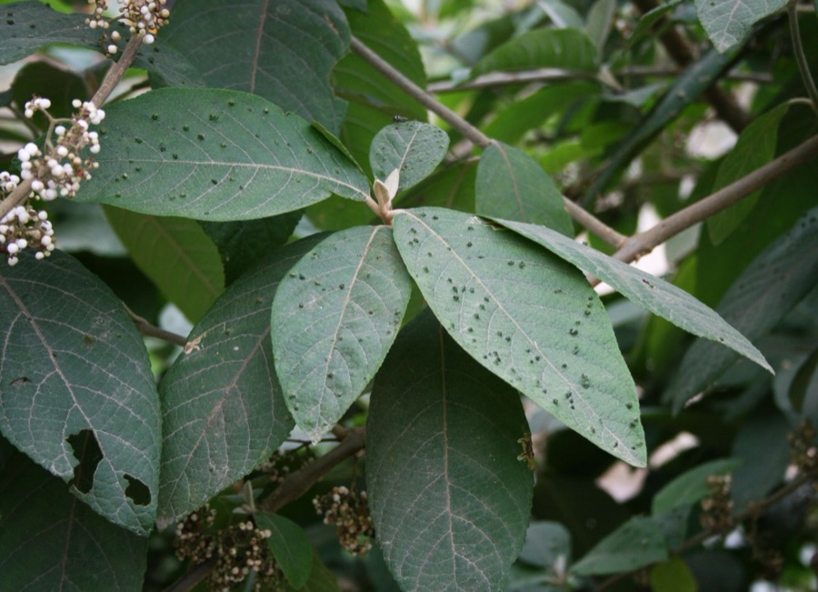 Priyangu — Callicarpa macrophylla, Lippenblütler (Lamiaceae) - Vietnam/Việt Nam: Mường So E Phong Thổ (Prov. Lai Châu)