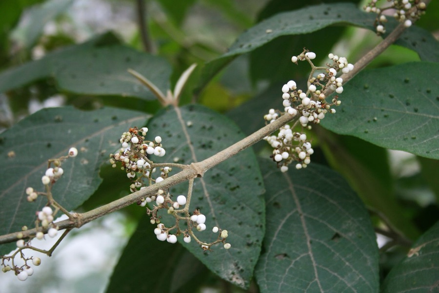 Priyangu — Callicarpa macrophylla, Lippenblütler (Lamiaceae) - Vietnam/Việt Nam: Mường So E Phong Thổ (Prov. Lai Châu)