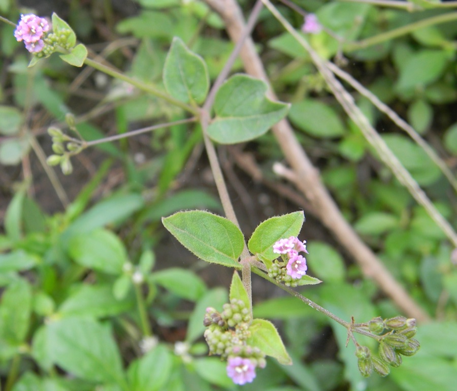 Punarnava — This is Boerhavia diffusa,a herb, popularly called as 'Punarnava" (Sanskrit name) .