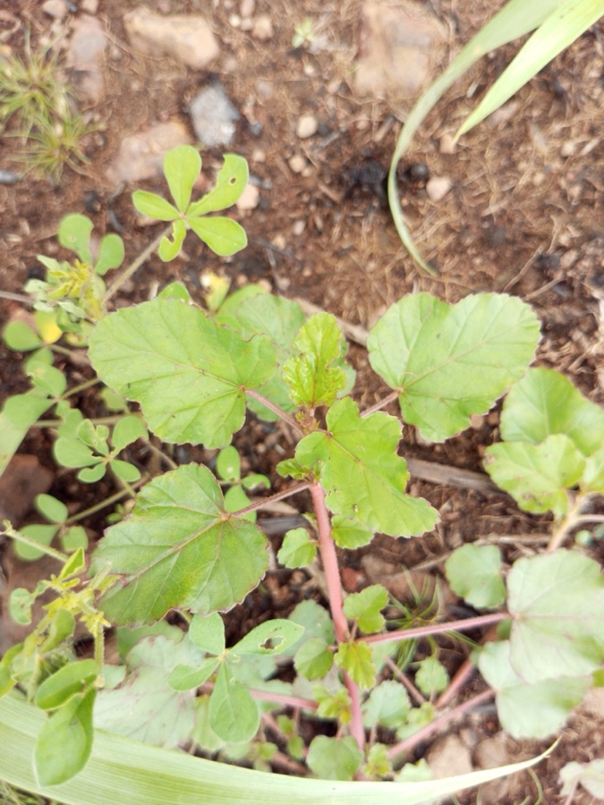 Punarnava — Boerhavia diffusa