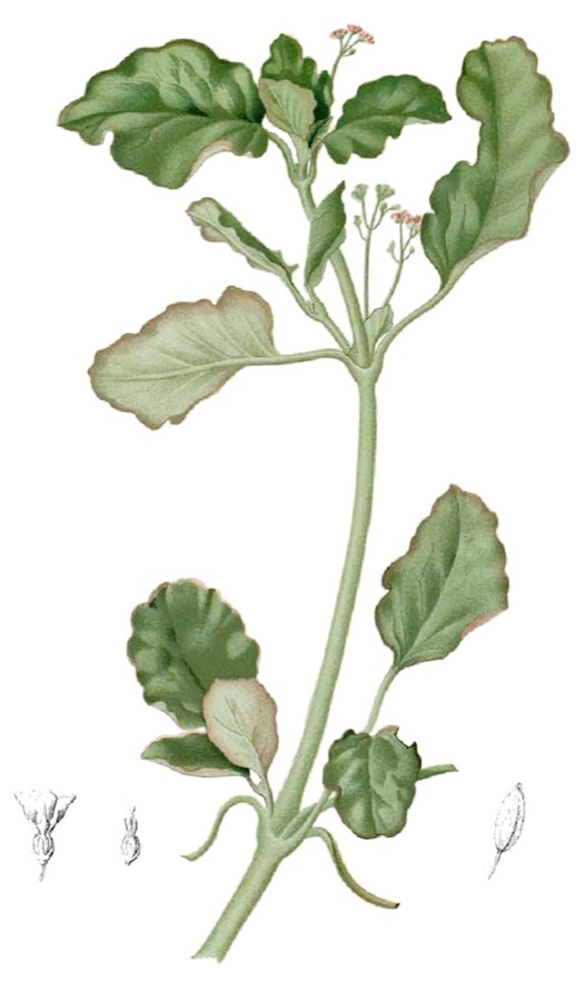 Punarnava — Plate from book