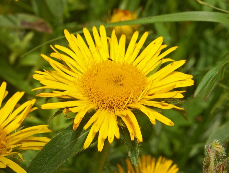 Pushkaramoola — Inula hirta