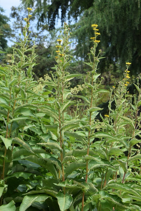 Pushkaramoola — Inula racemosa in the Botanischer Garten, Berlin-Dahlem