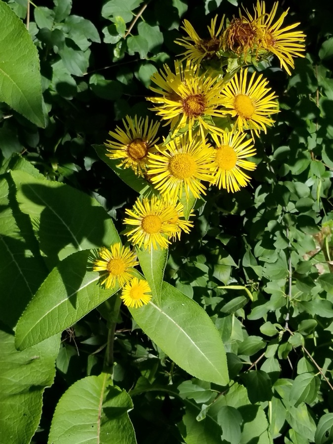 Pushkaramoola — Indian Elecampane (Inula racemosa). Species of plant.