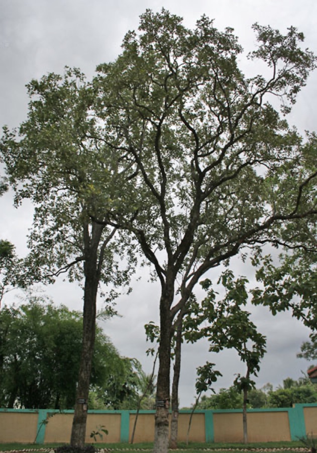 Rakta Chandana — Red Sandalwood Pterocarpus santalinus in Talakona forest, in Chittoor District of Andhra Pradesh, India.