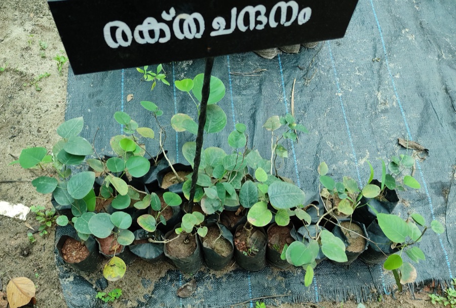 Rakta Chandana — രക്തചന്ദനം