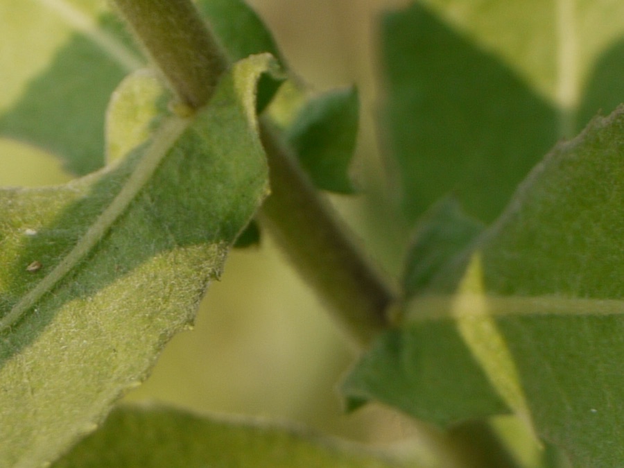 Rasna — Pluchea ¿ ovalis / lanceolata / else ?