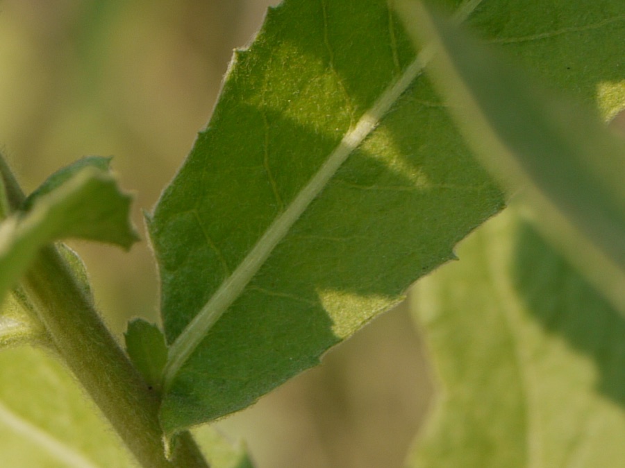 Rasna — Pluchea ¿ ovalis / lanceolata / else ?