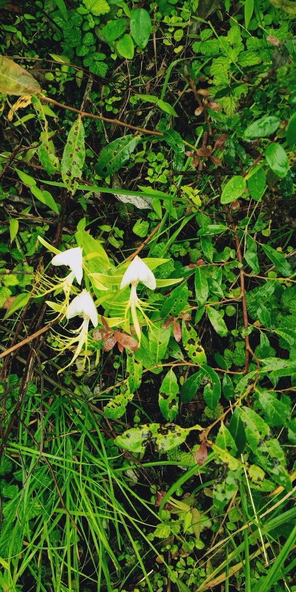 Riddhi — Habenaria intermedia, Munsiari