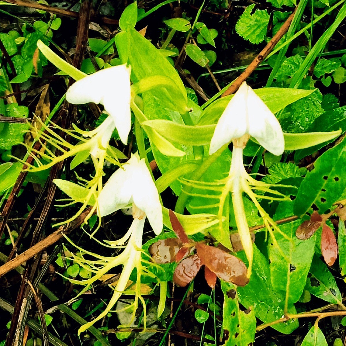 Riddhi — Habenaria intermedia, Munsiari