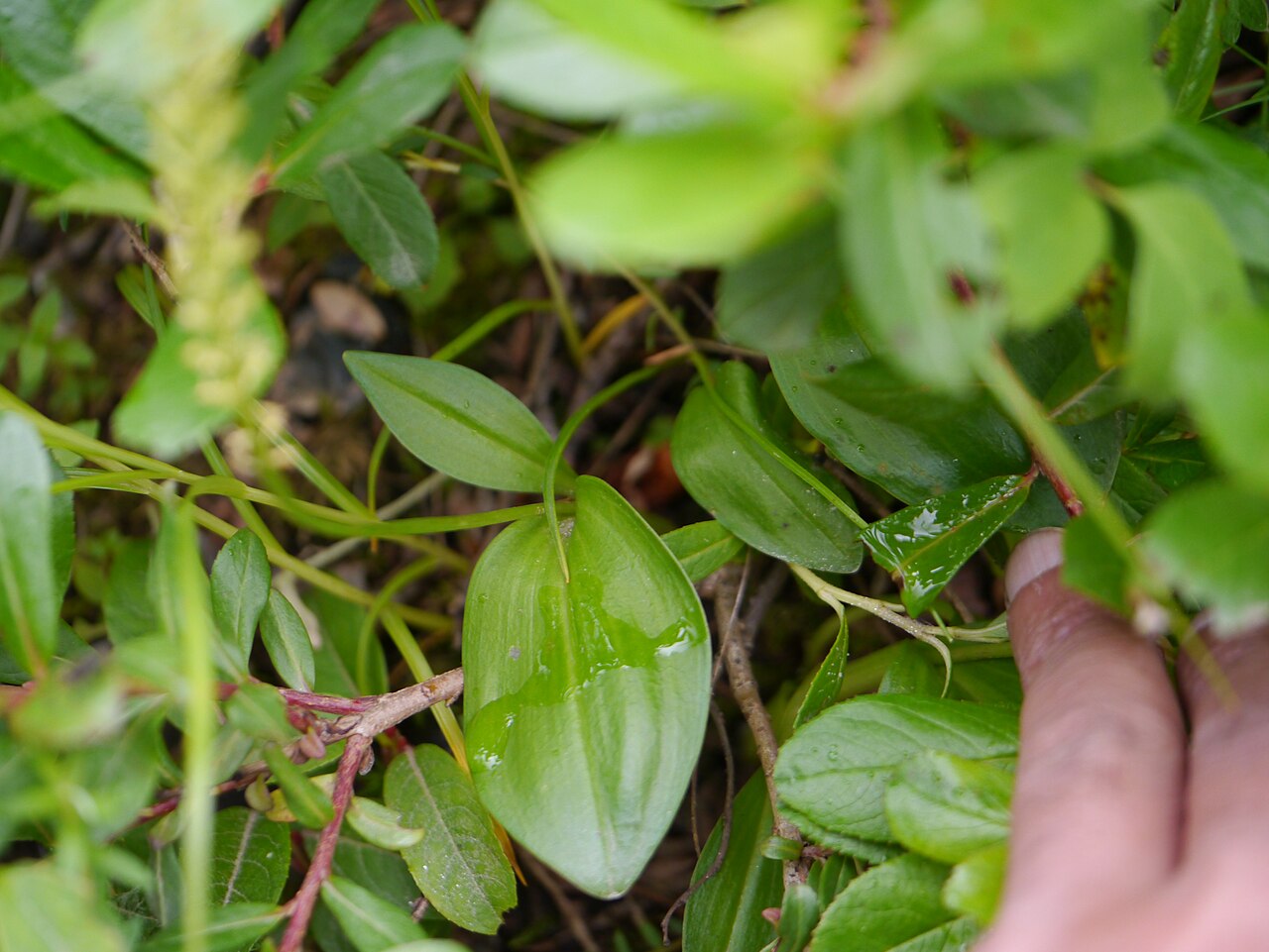 Rishabhaka — Malaxis muscifera