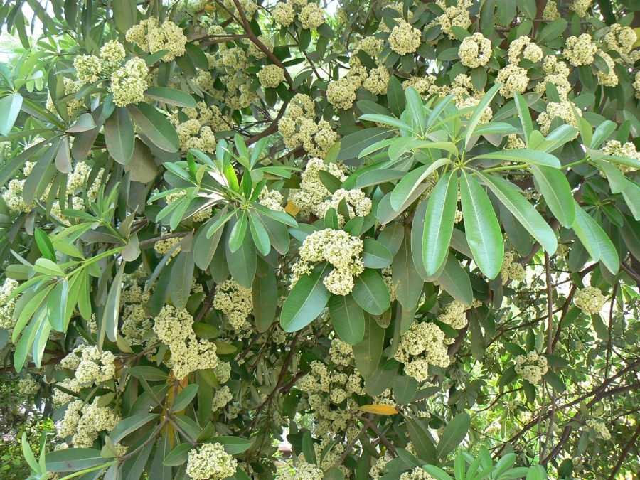 Saptaparna — Apocynaceae (dogbane family) » Alstonia scholaris al-STON-ee-uh -- named for Dr. C. Alston, 18th cent. Scottish Prof. of Botany at Edinburgh skol-lay-riss -- of school, its wood traditional used for making wooden slates,