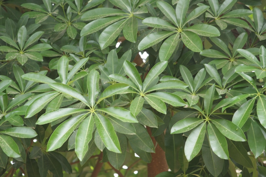 Saptaparna — Indian Devil Tree leaves