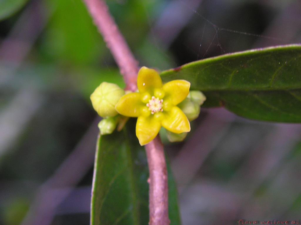 Sariva — Family : Asclepiadaceae
Distribution: Common  and gregarious on low shrubs . Native of India, and Sri Lanka.
Twining wiry herbs, perennial, latex milky, leaves linear-oblong, base rounded, apex acute. Flowers 5-6mm across, yellow in dense clusters. 
Roots are cooling, with good smell, known as 'Sugandhapala'

Photographed at Nelapattu bird sanctury.