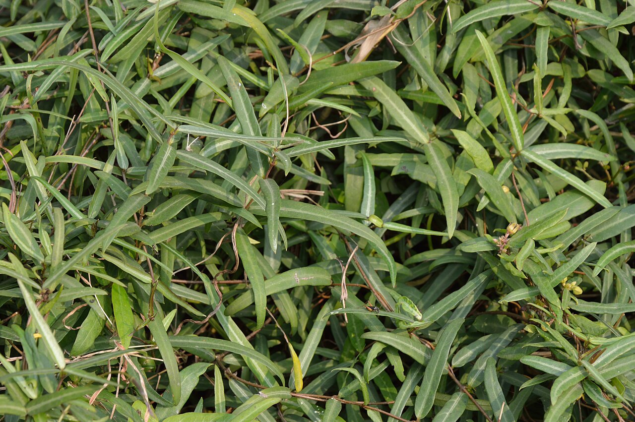 Sariva — Photographs at The Agri-Horticultural Society of India, Alipore in Kolkata.