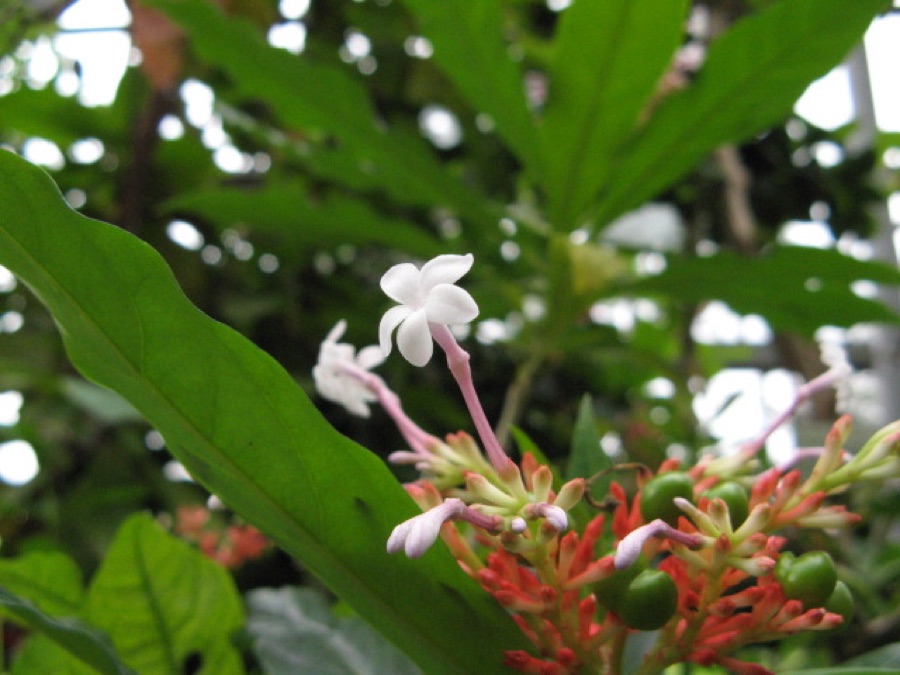 Sarpagandha — Rauvolfia serpentina (spelling!)