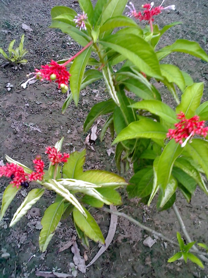 Sarpagandha — Rauvolfia serpentina (L.) Benth. ex Kurz