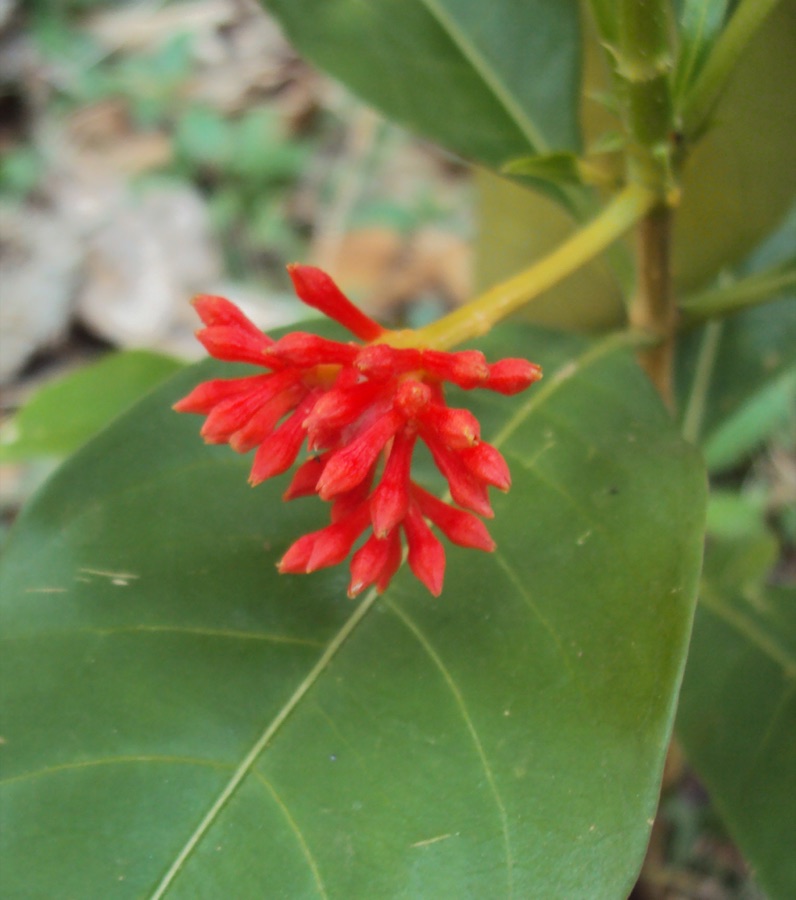 Sarpagandha — Rauvolfia serpentina