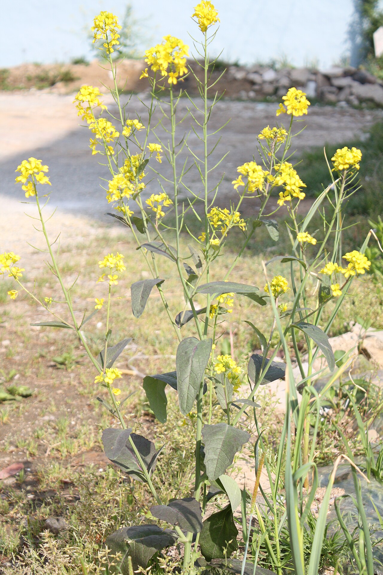 Sarshapa — Brassica juncea var. juncea
