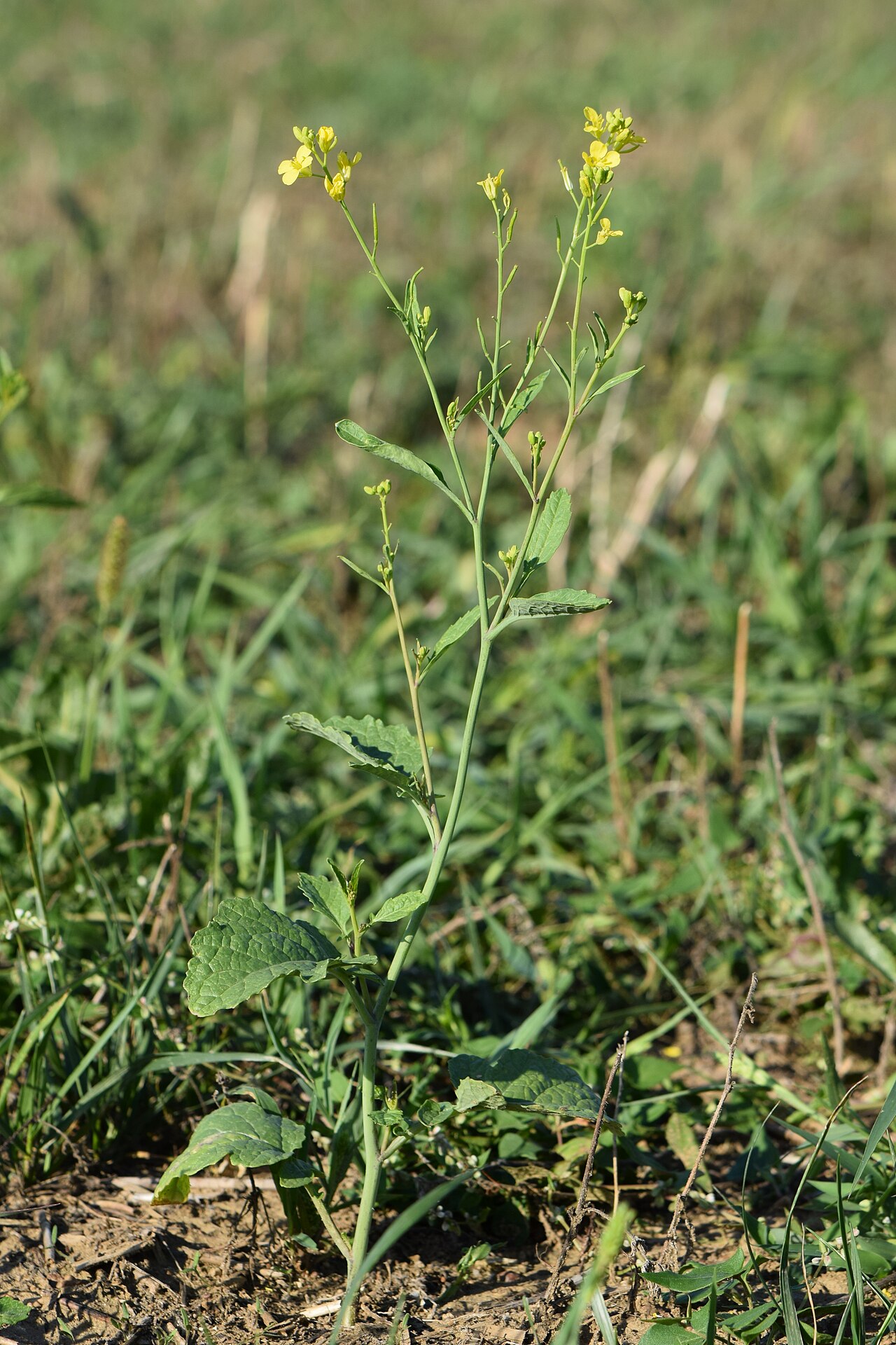Sarshapa — Brassica juncea in Lubów near Rawicz, SW Poland