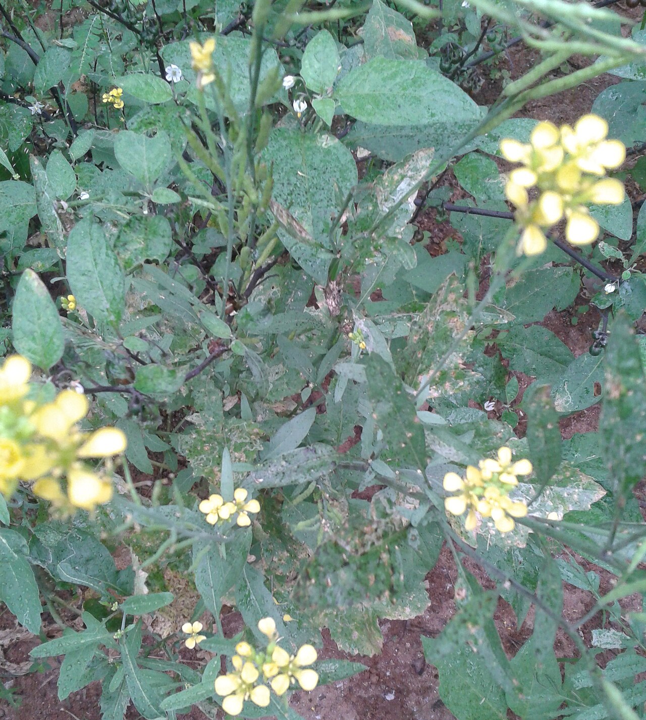 Sarshapa — Brassica juncea (L.) Czern. — கடுகுச்செடி 1(Brassica juncea)