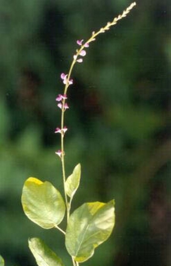 Shalaparni — Desmodium gangeticum