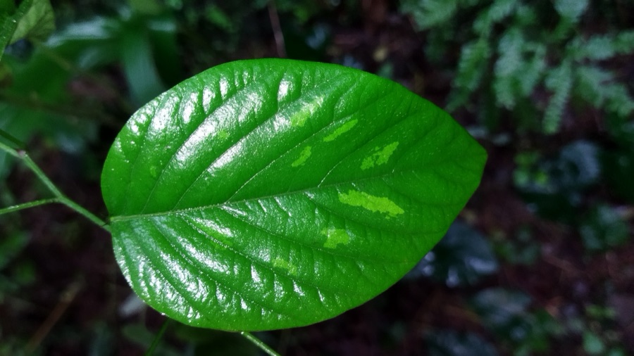 Shalaparni — Pleurolobus gangeticus