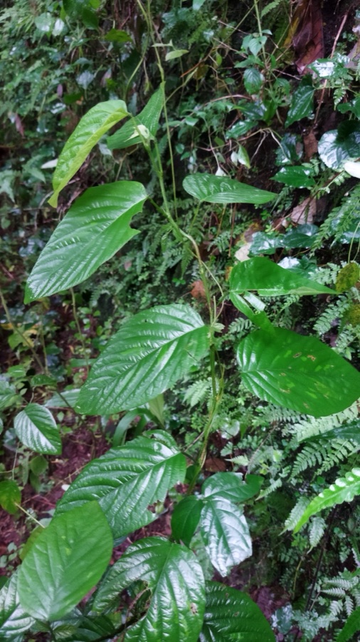 Shalaparni — Pleurolobus gangeticus