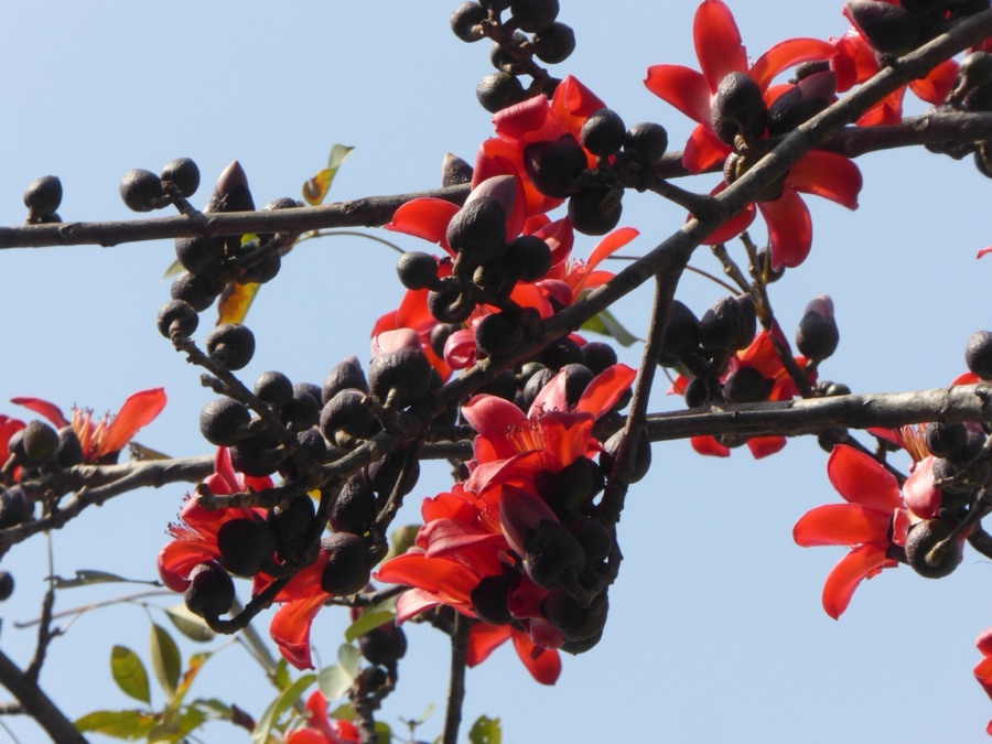 Shalmali — Red Silk Cotton Tree (Bombax ceiba) in India