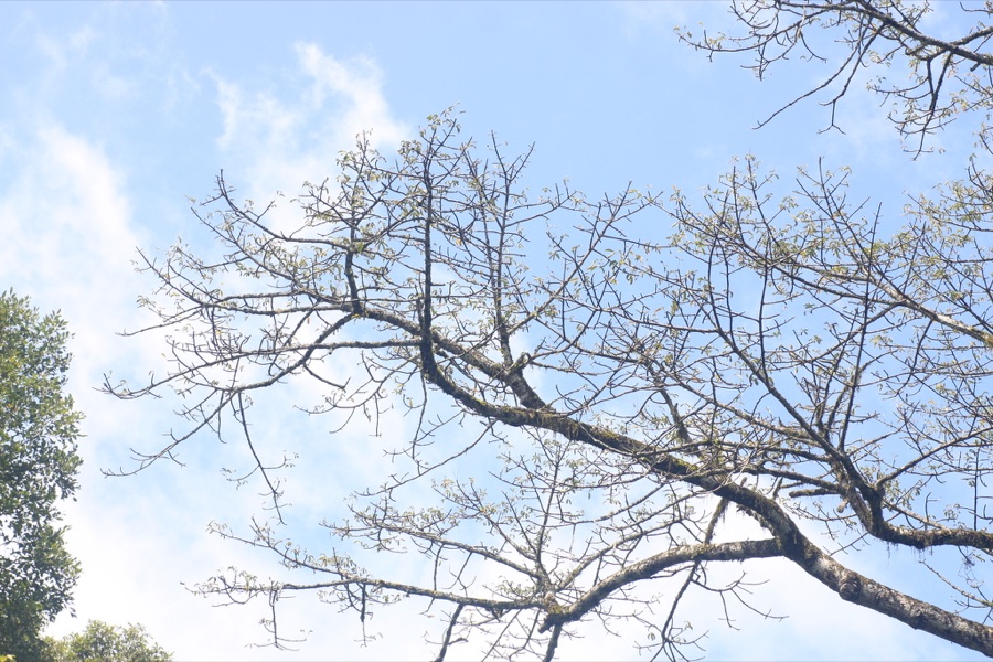 Shalmali — Red Silk Cotton Tree (Bombax ceiba) in India