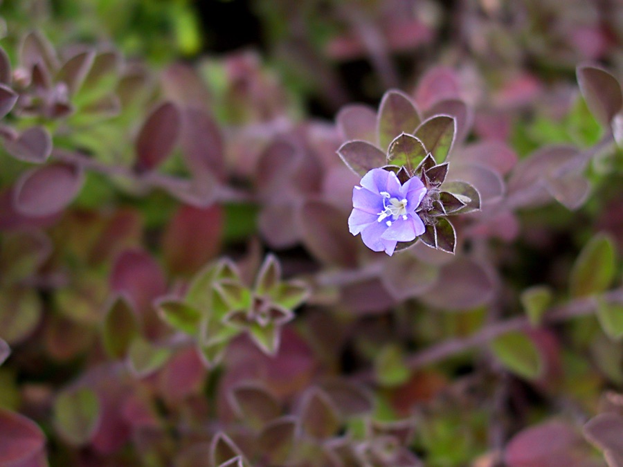 Shankhapushpi — Evolvulus pilosus