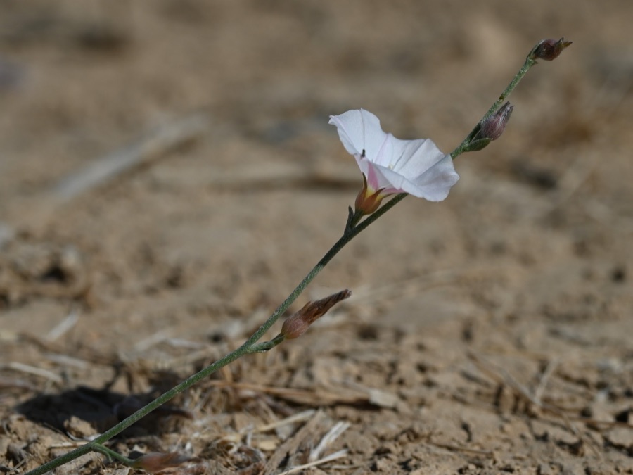 Shankhapushpi — Convolvulus prostratus in As Sib near Al Khawd Dam, Muskat Gov., Oman