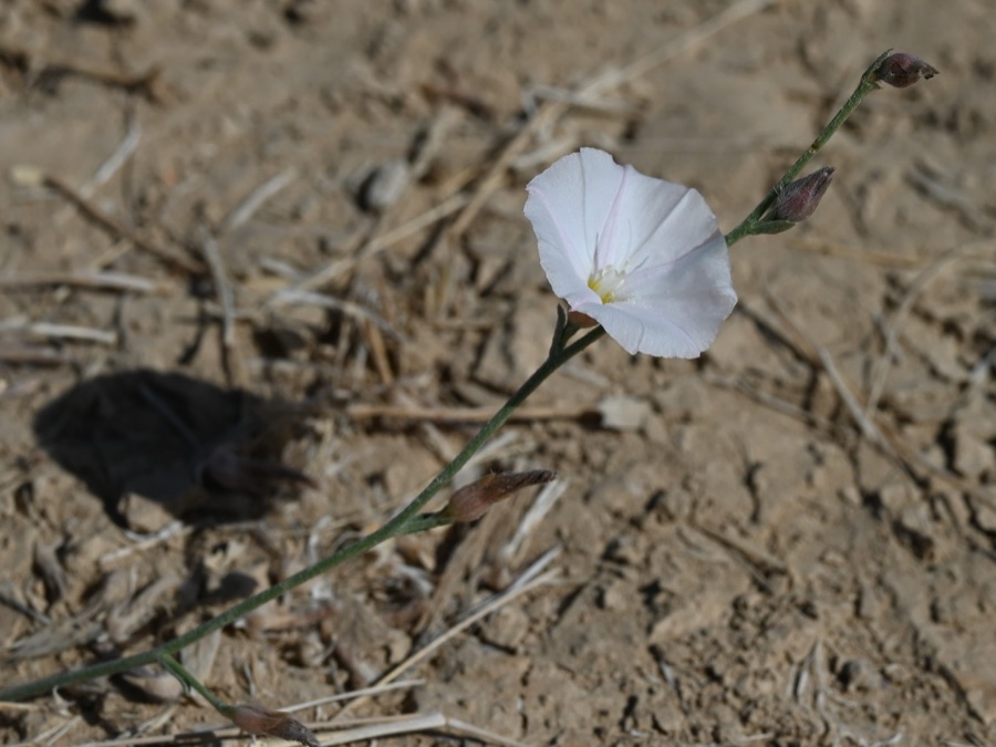 Shankhapushpi — Convolvulus prostratus in As Sib near Al Khawd Dam, Muskat Gov., Oman