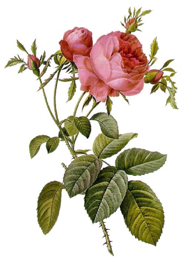 Shatapatri — Rosa centifolia foliacea, a painted engraving of a rose by Pierre-Joseph Redouté (1759–1840).