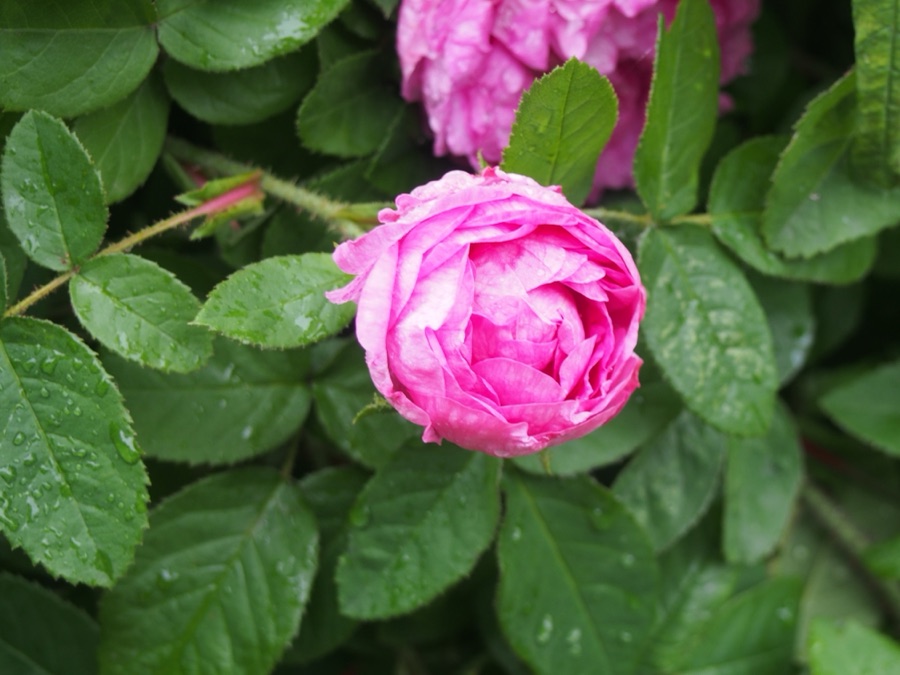 Shatapatri — Rosa × centifolia cultivated in Botanical Garden of the Comenius University in Bratislava, Slovakia.