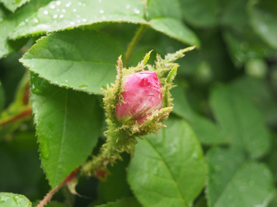 Shatapatri — Rosa × centifolia cultivated in Botanical Garden of the Comenius University in Bratislava, Slovakia.