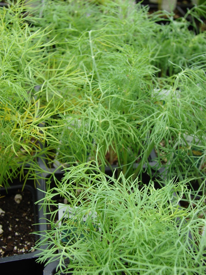 Shatapushpa — Anethum graveolens (habit). Location: Maui, Kula Ace Hardware and Nursery