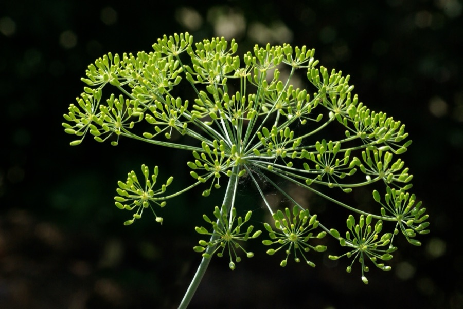 Shatapushpa — Dill (Anethum graveolens), inflorescence (buds) in a private garden, France.