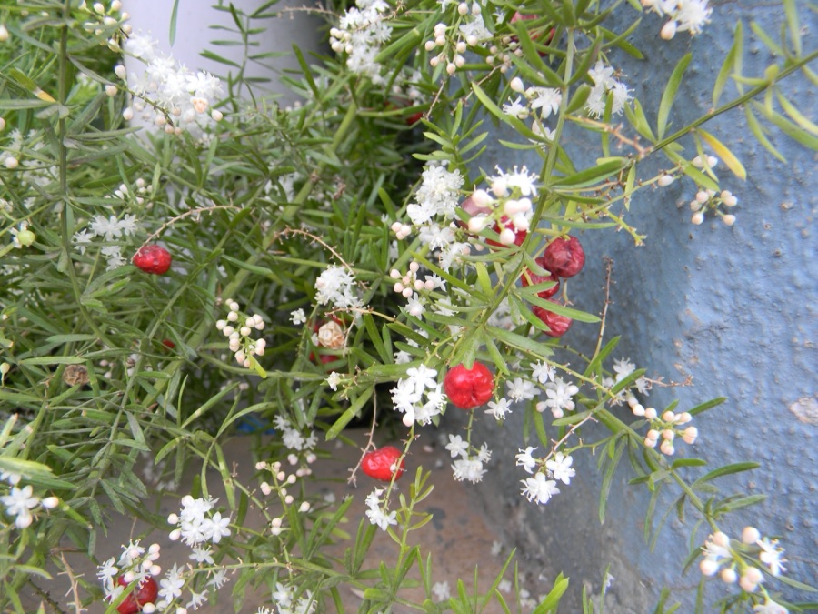 Shatavari — This is a photograph of Asparagus racemosus, which is called 'shatavari'in hindi.