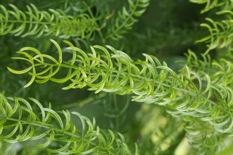 Shatavari — Asparagus racemosus