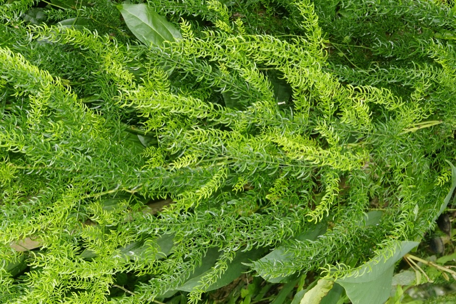 Shatavari — Asparagus racemosus