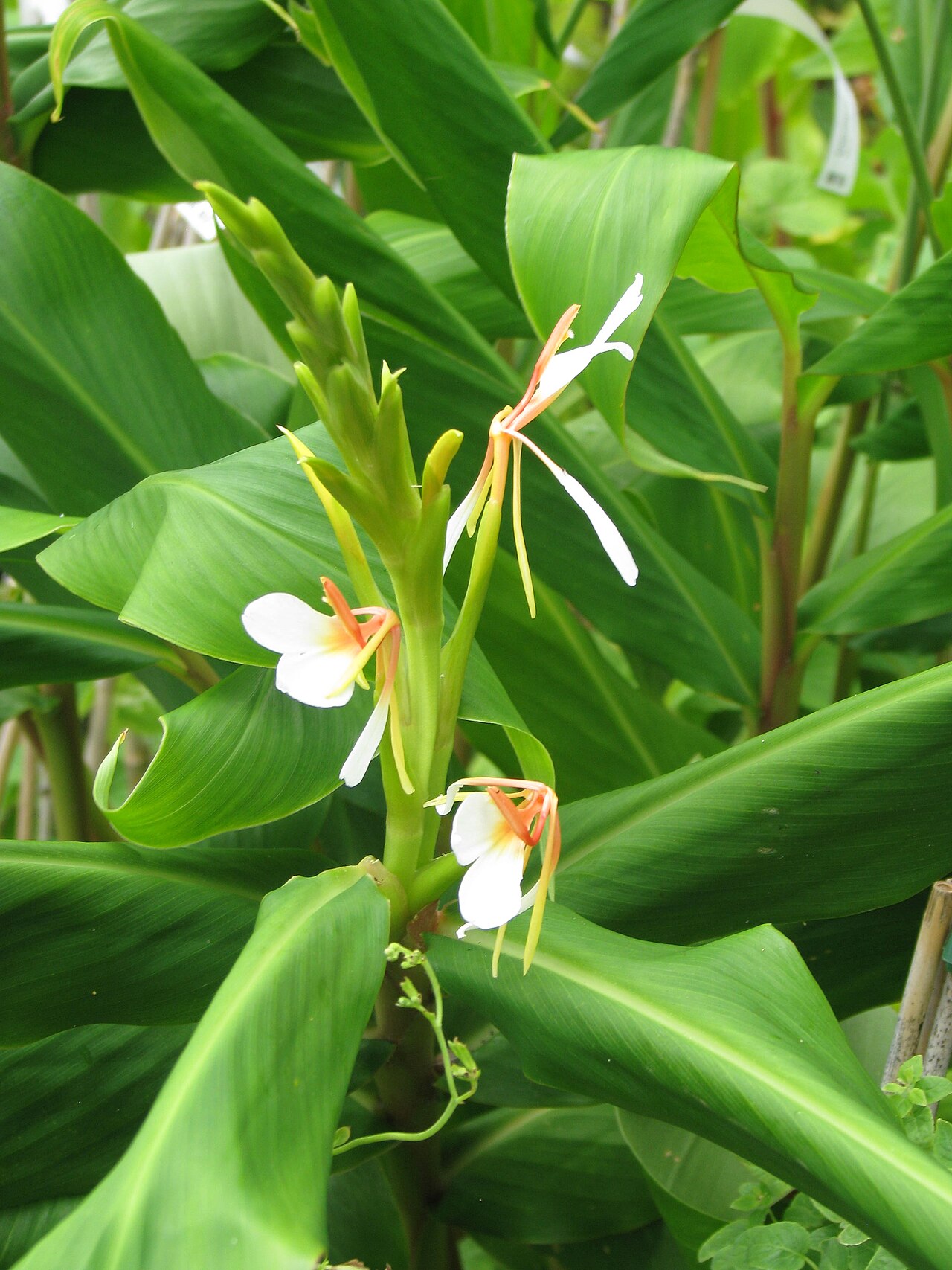 Shati — Hedychium spicatum