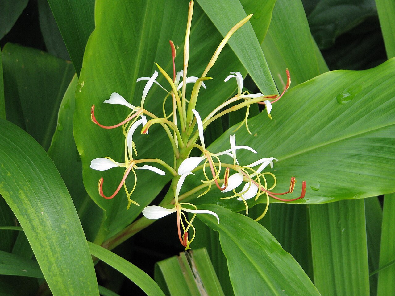 Shati — First flowers - a little later, larger and less fragrant than the yunnanense